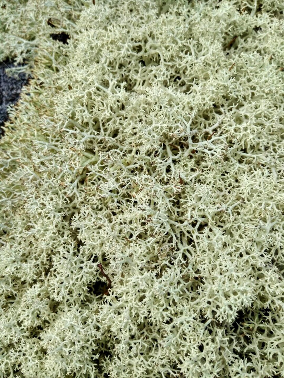 reindeer moss