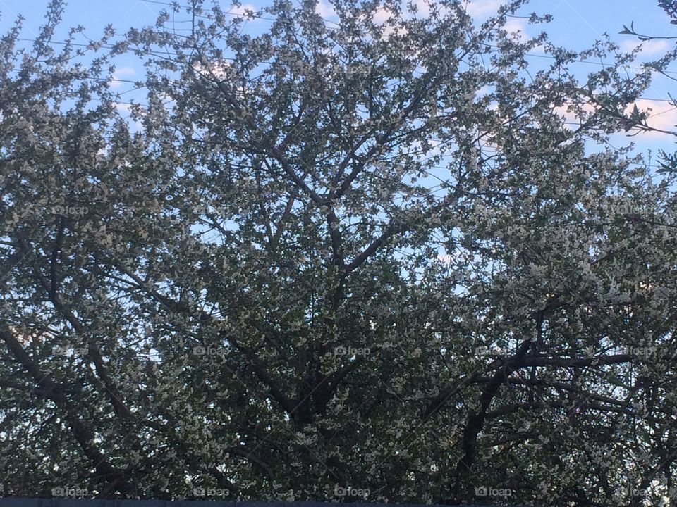 Весна пришла