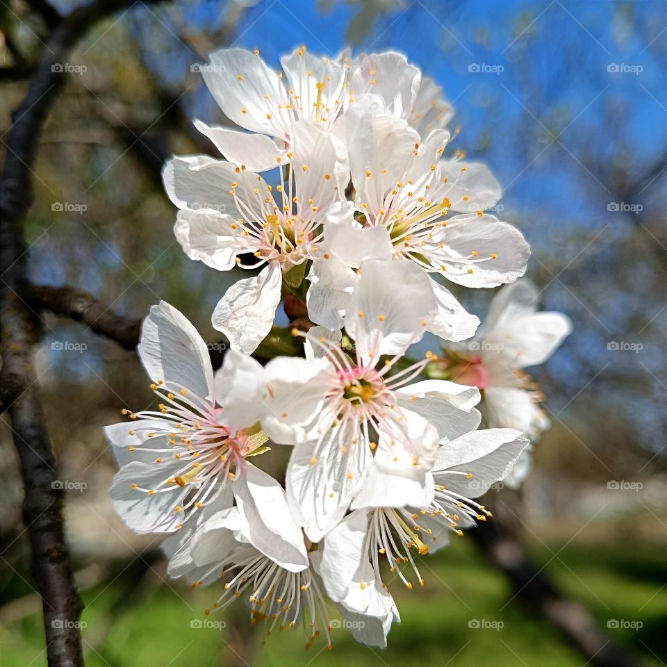Blooming cherry branch