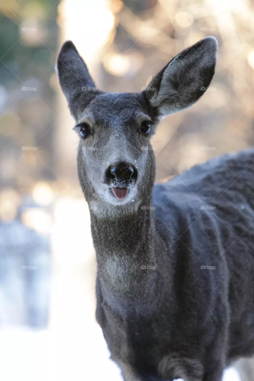 Peaches the deer sticking her tongue out at camera