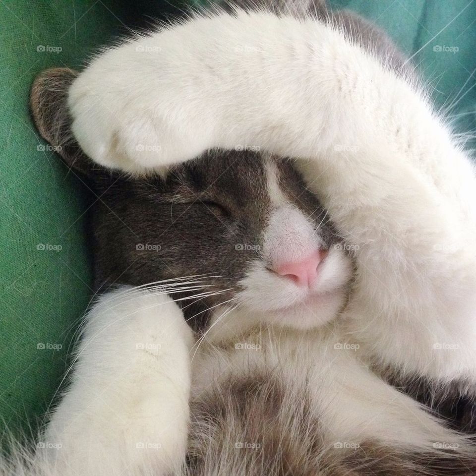 Cat with a headache