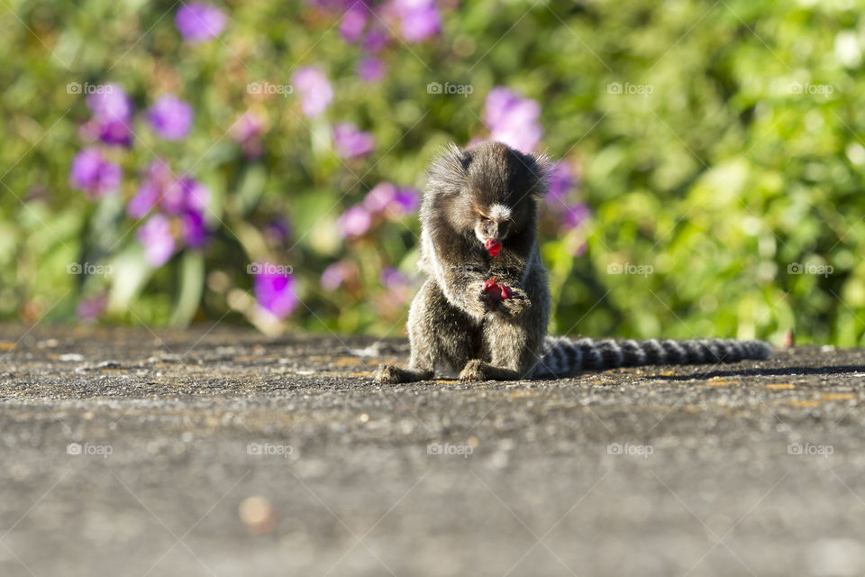 Animals in the wild - little monkey.