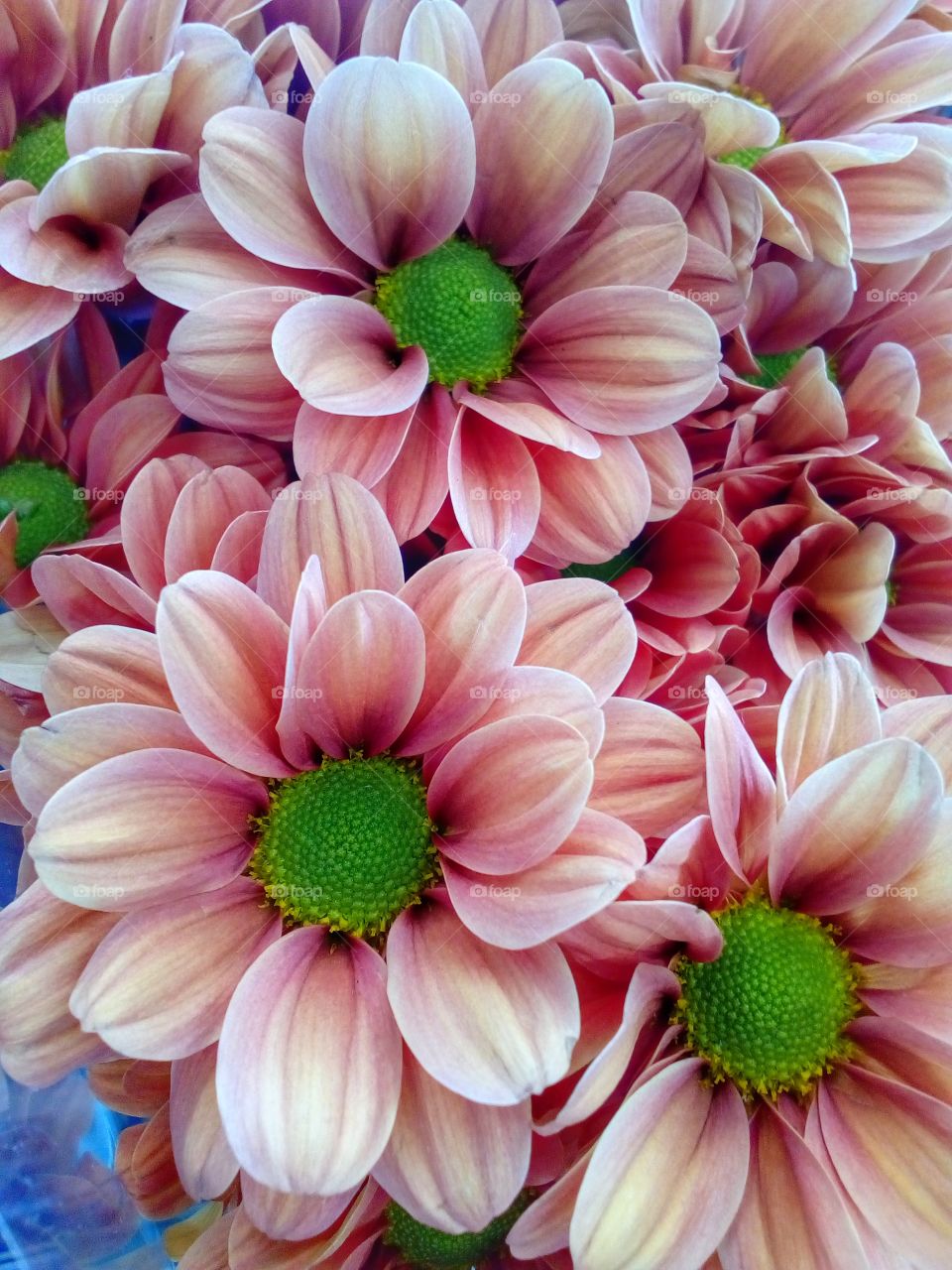 beautiful flowers background