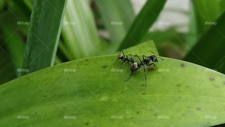 Ant Colony Friendship