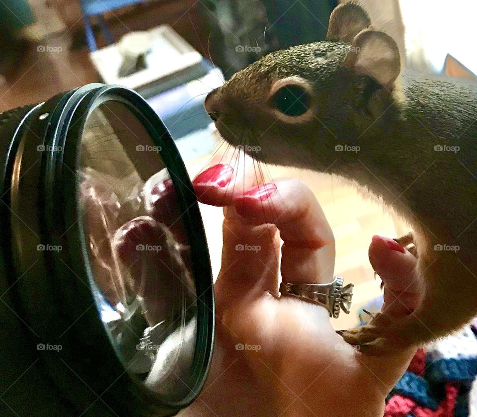 Pet squirrel look yin to the camera lens 