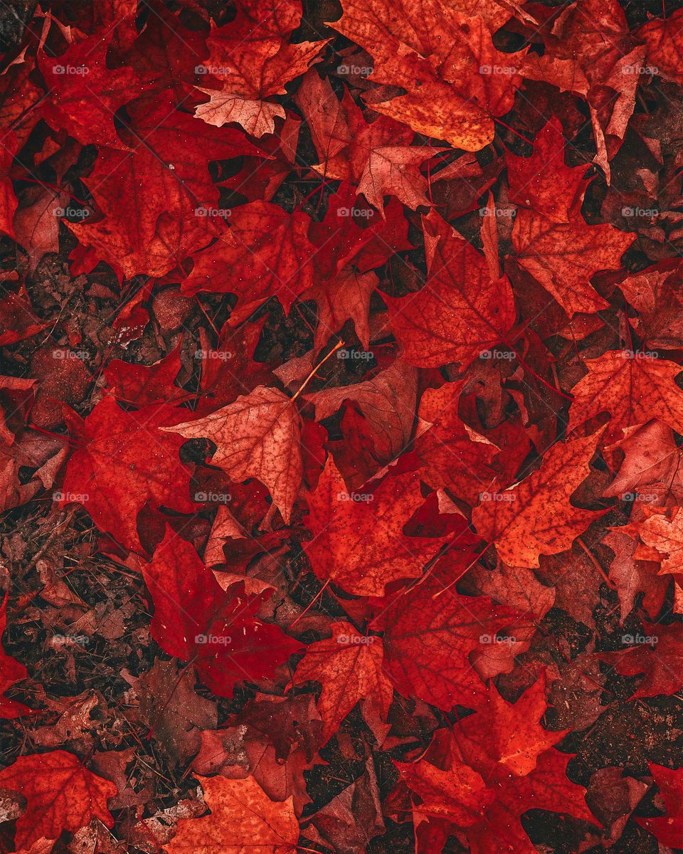 Autumn’s leaves
