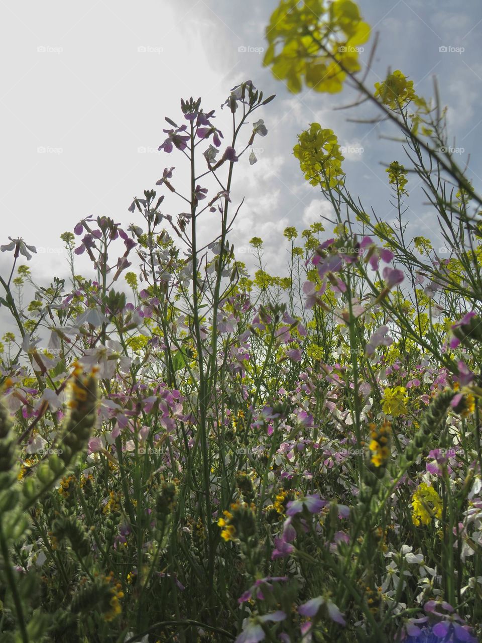 Field of Wildflowers