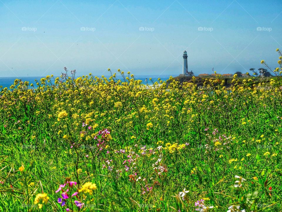 Spring wildflowers and lighthouse on California coast