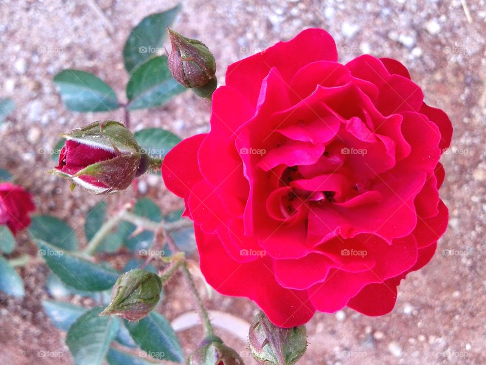 Rose