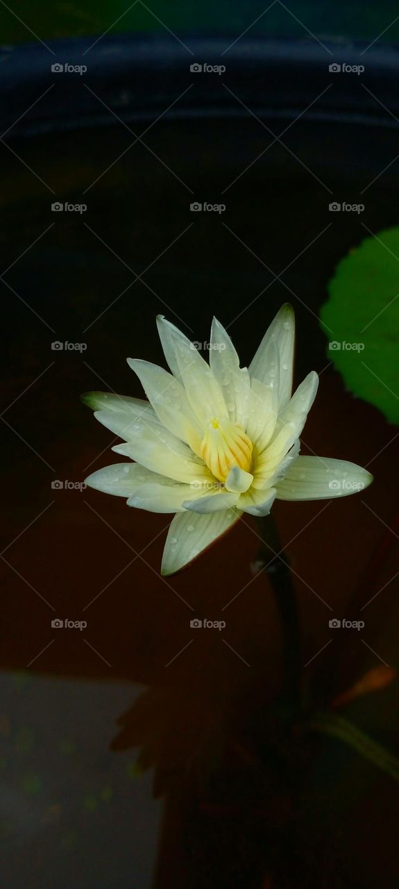 naturelove, beautiful Flowers, yellow with white, drak background
