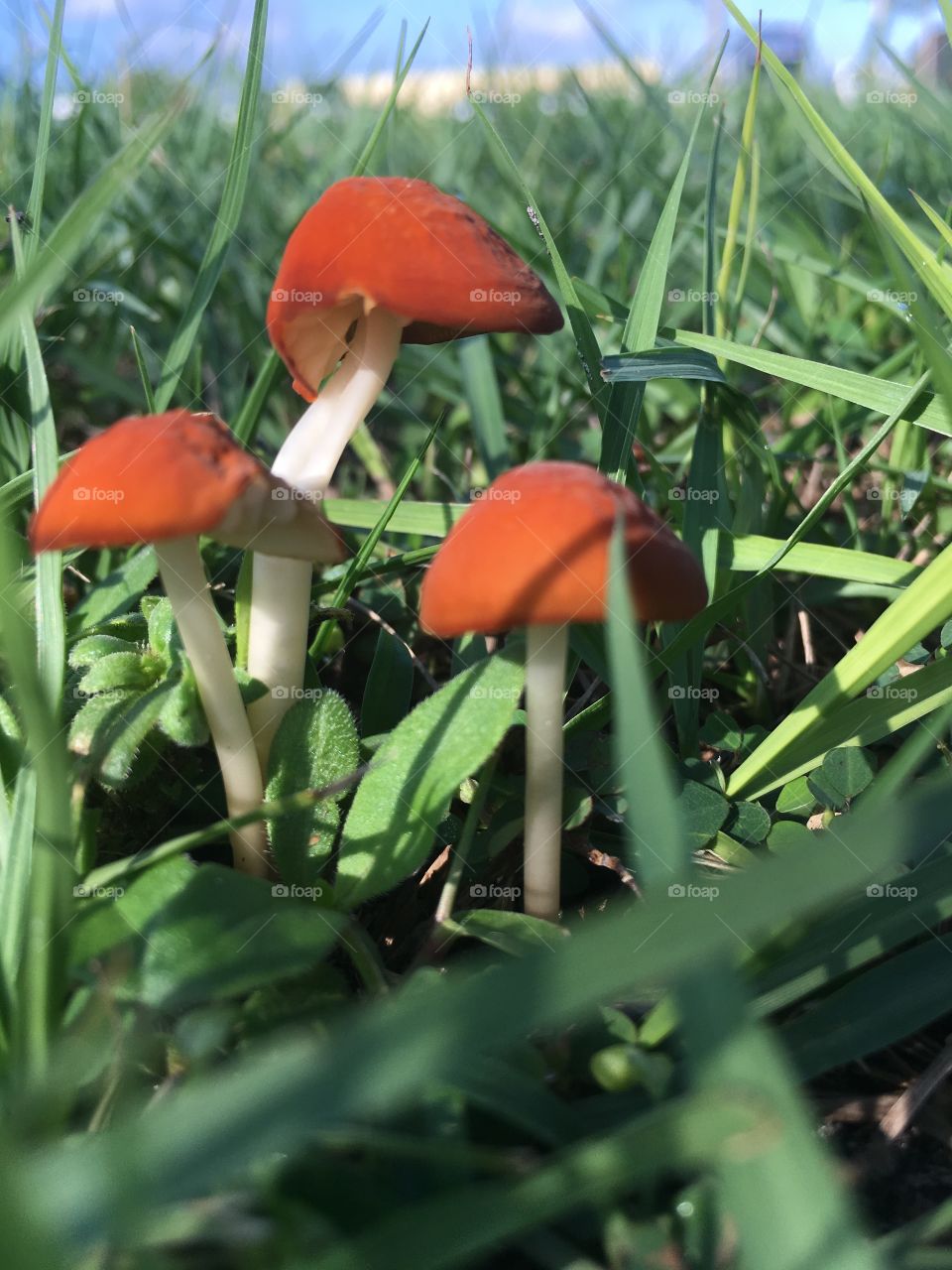 Orange mushrooms in the green grass 🍄