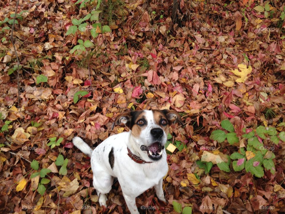 Dog, Cute, Grass, Nature, Fall