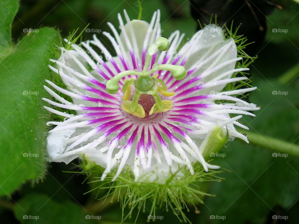 What time is it? passion fruit flower.