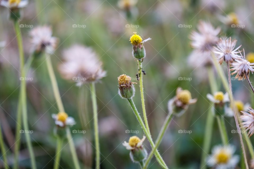 Little flowers