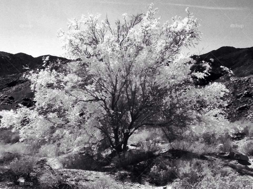 Gray tree