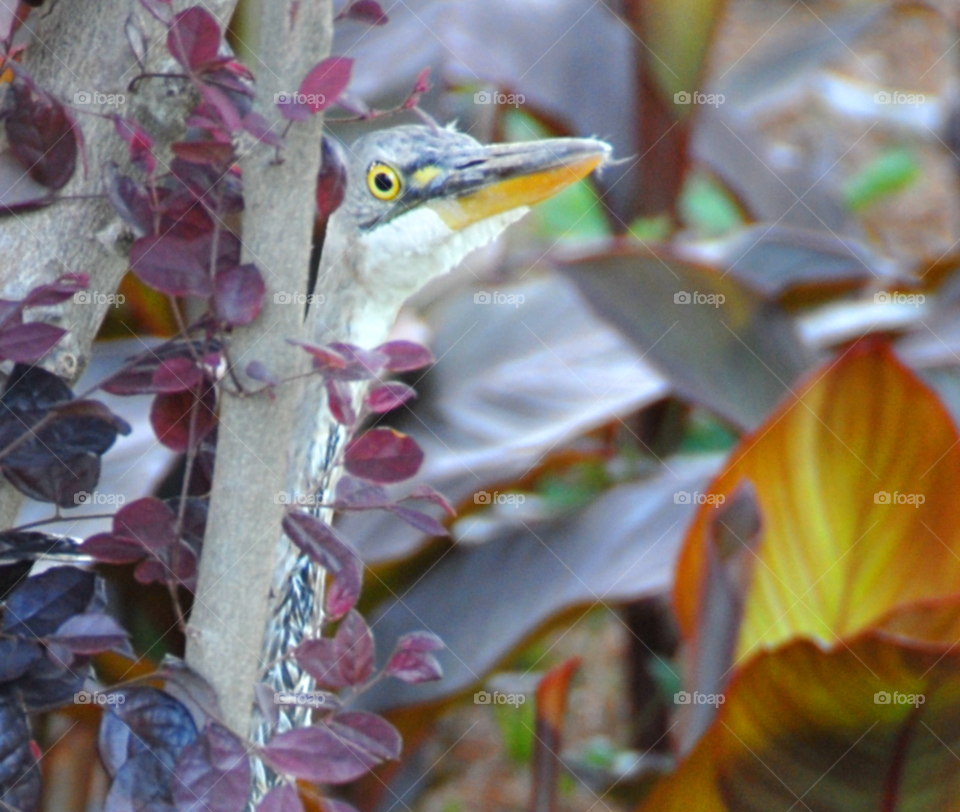 blue great bird hide by lightanddrawing