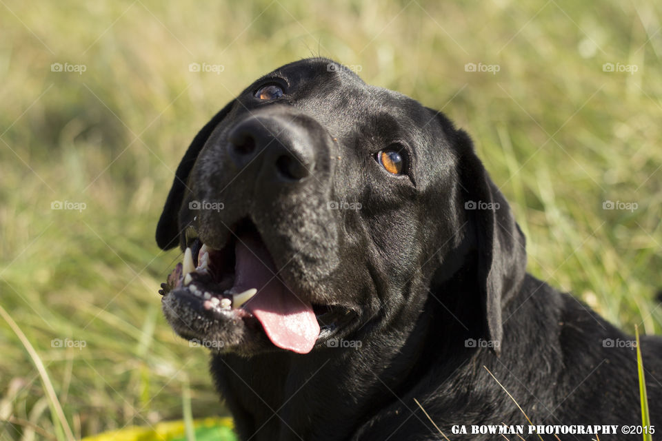 Cute Black Labrador
