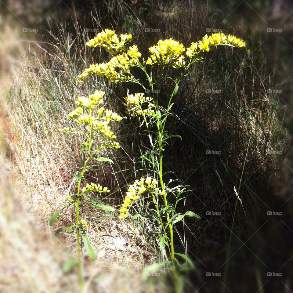 flowers yellow plants flower by serenitykennedy