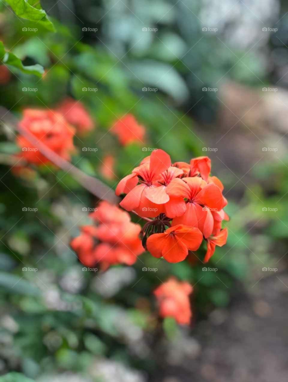 red flowers