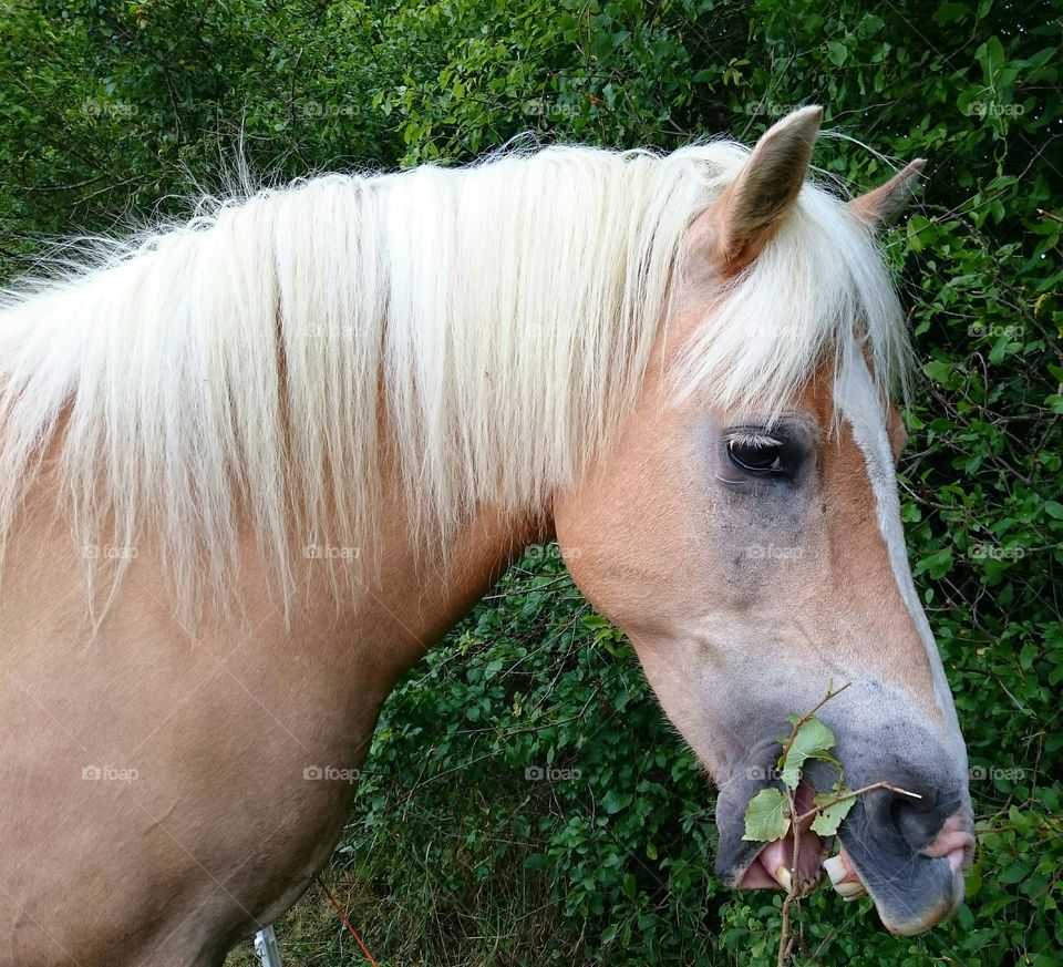 Haflinger Pony. lulu the haflinger munching on trees