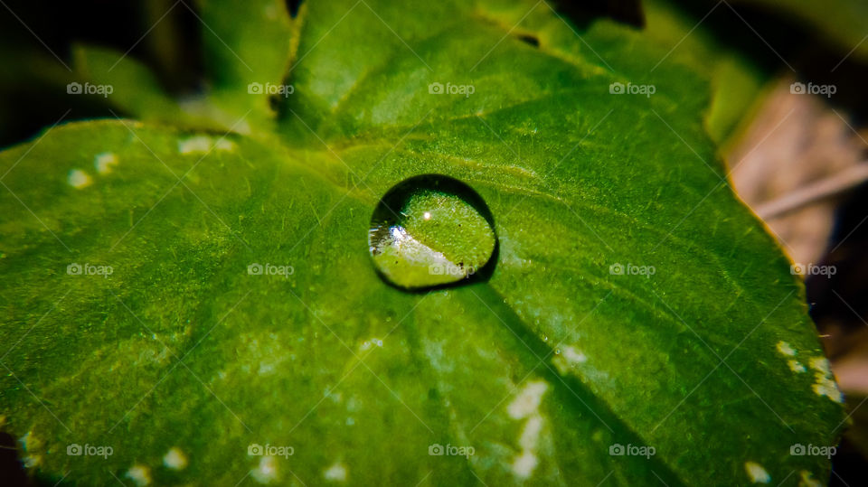 rain water on the leaves