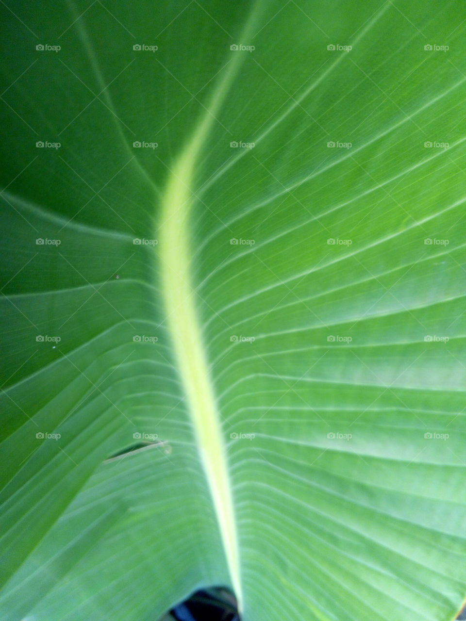 Leaf, Flora, Growth, No Person, Photosynthesis