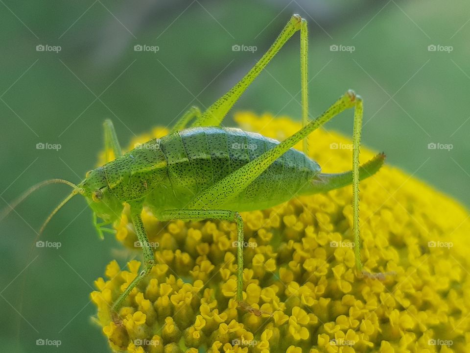 Insect on a flower