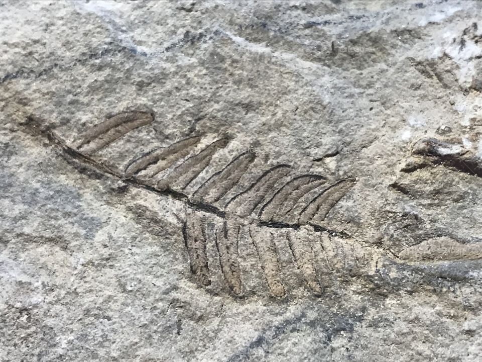 Fossil