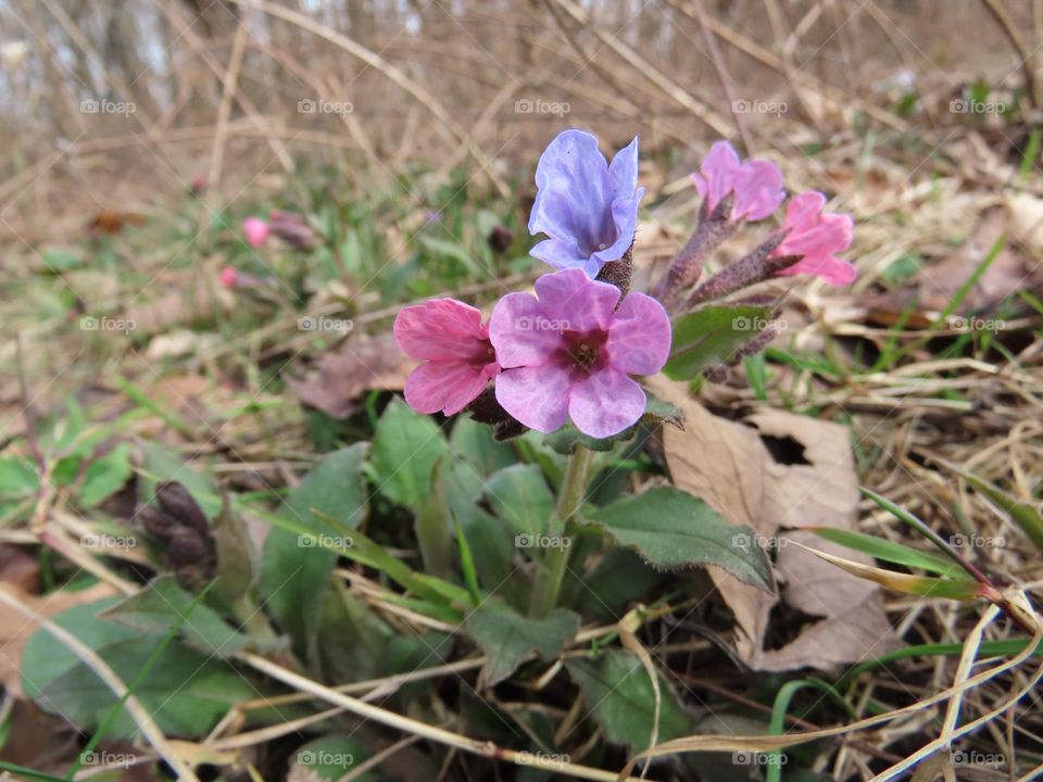 First flowers