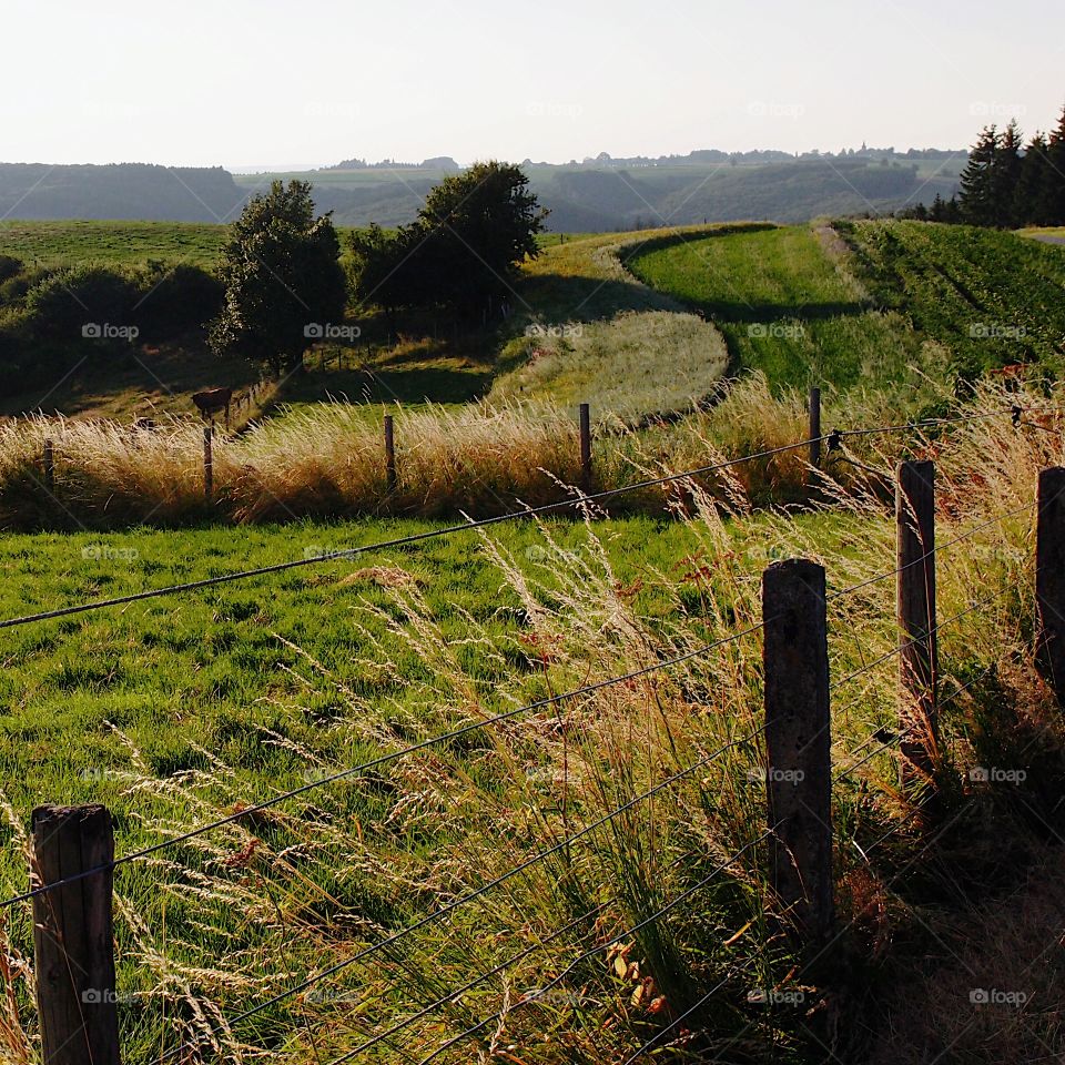 Pastures and fields surrounded by wire fencing on wooden posts amongst the tree covered hills in the countryside of rural Luxembourg on a summer day.