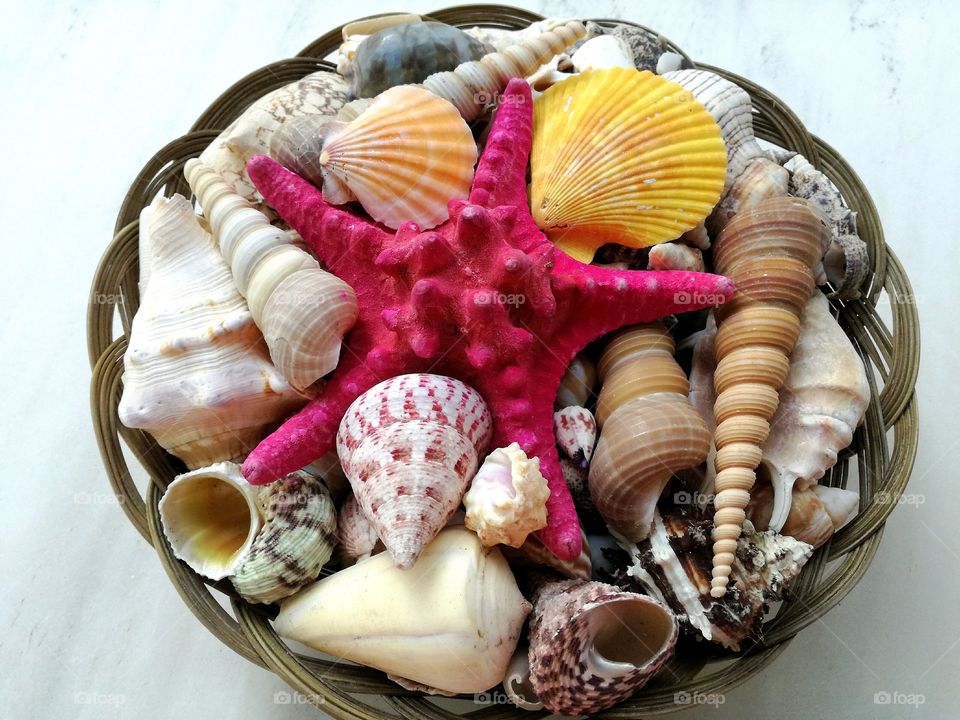 Collection of seashells