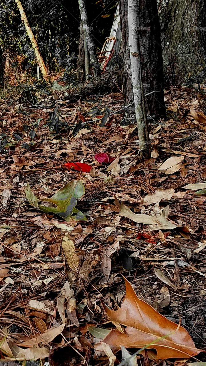 first signs of autumn leaves on the ground in red browns and golden hues
