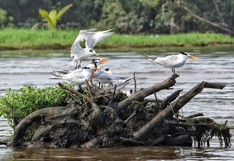 Birds on a log