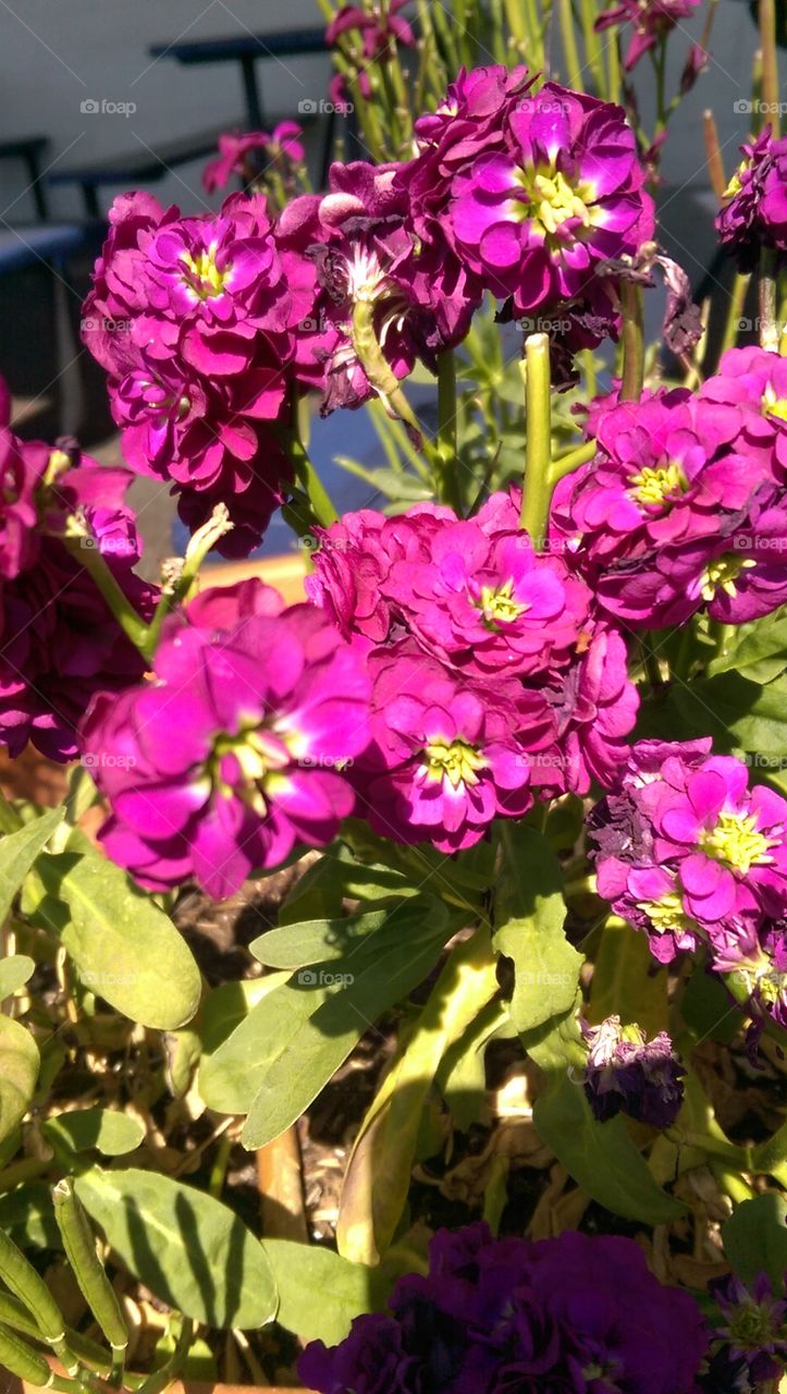 Spring time. Flowers