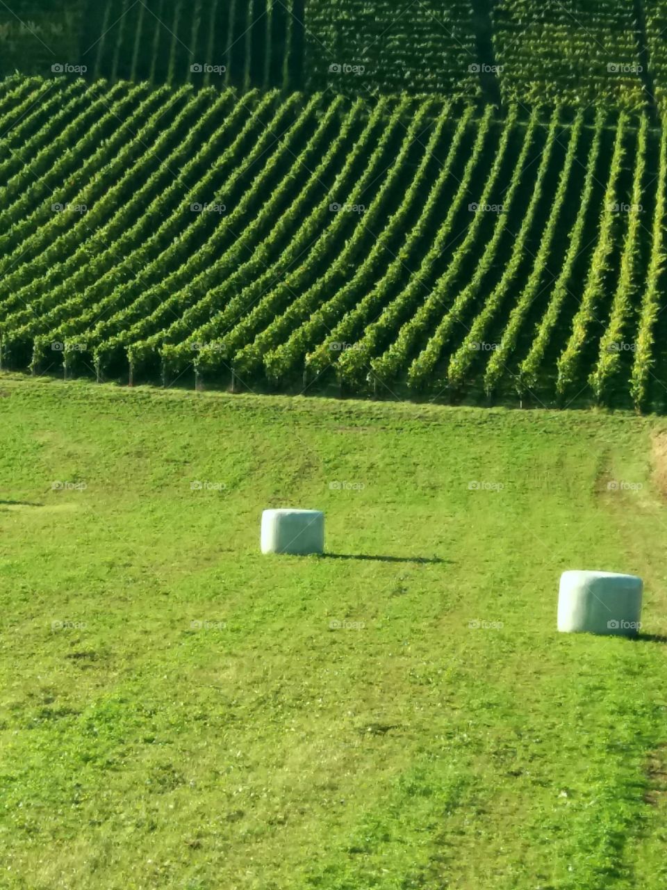 fall fields