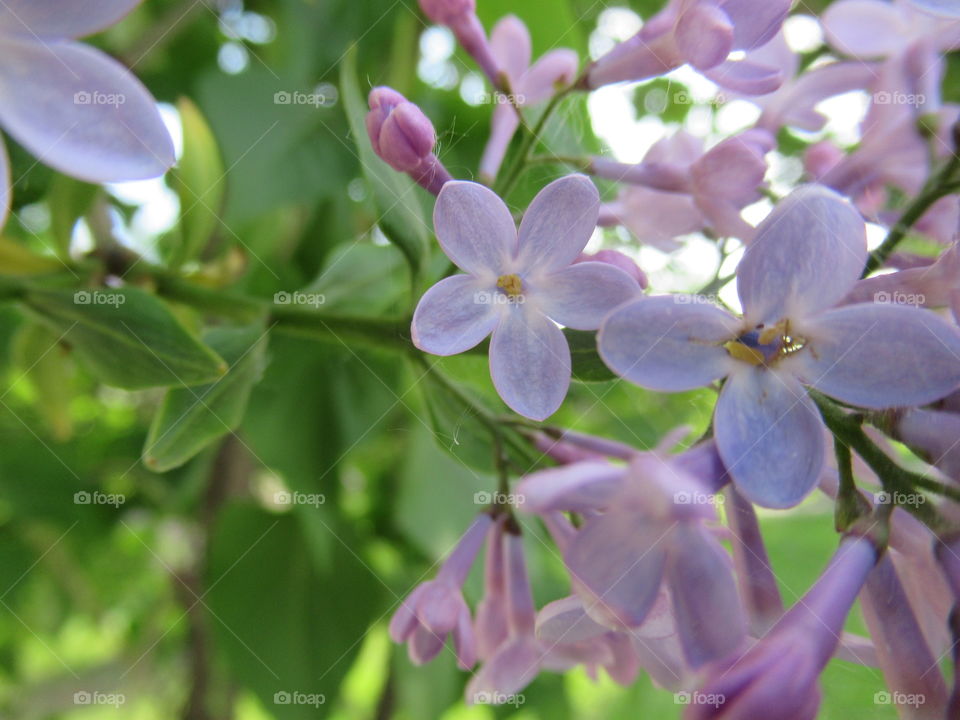 lilac bloomed in my garden