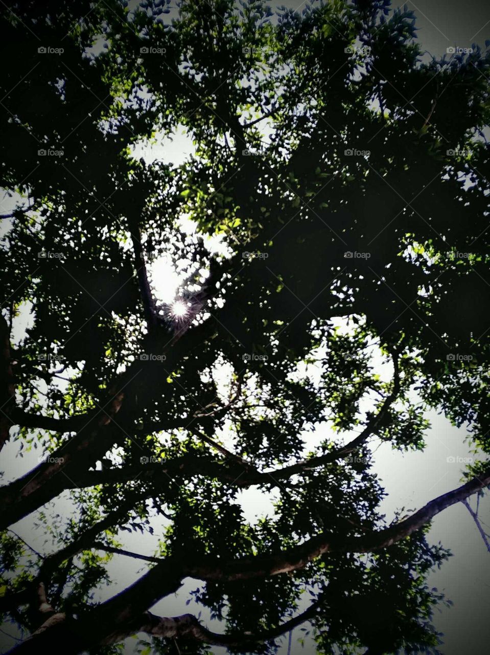 Tree Branches Enhanced Slightly by the Sun