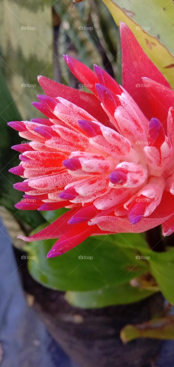 Bromeliad Flower 06