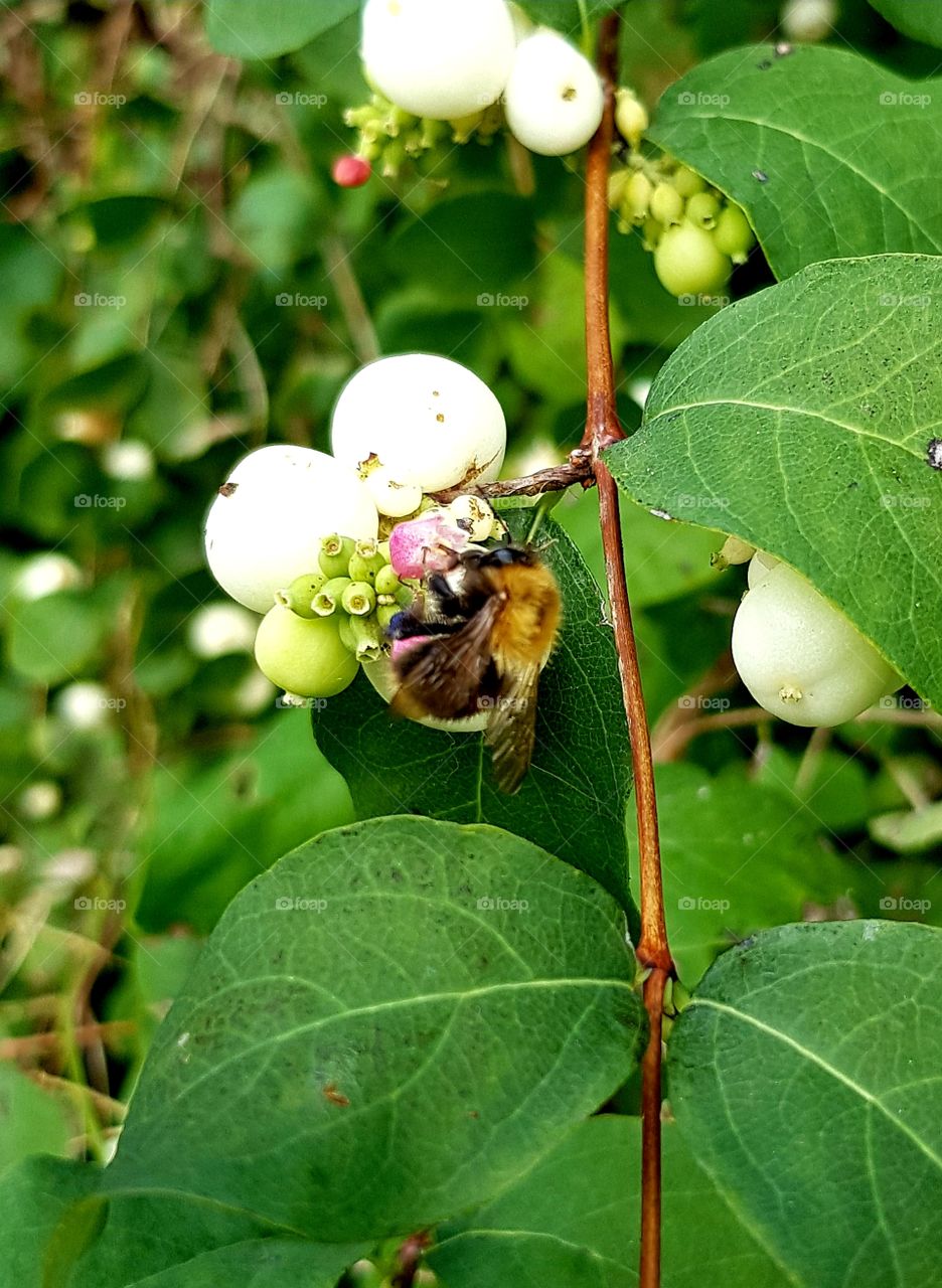 nectar bee