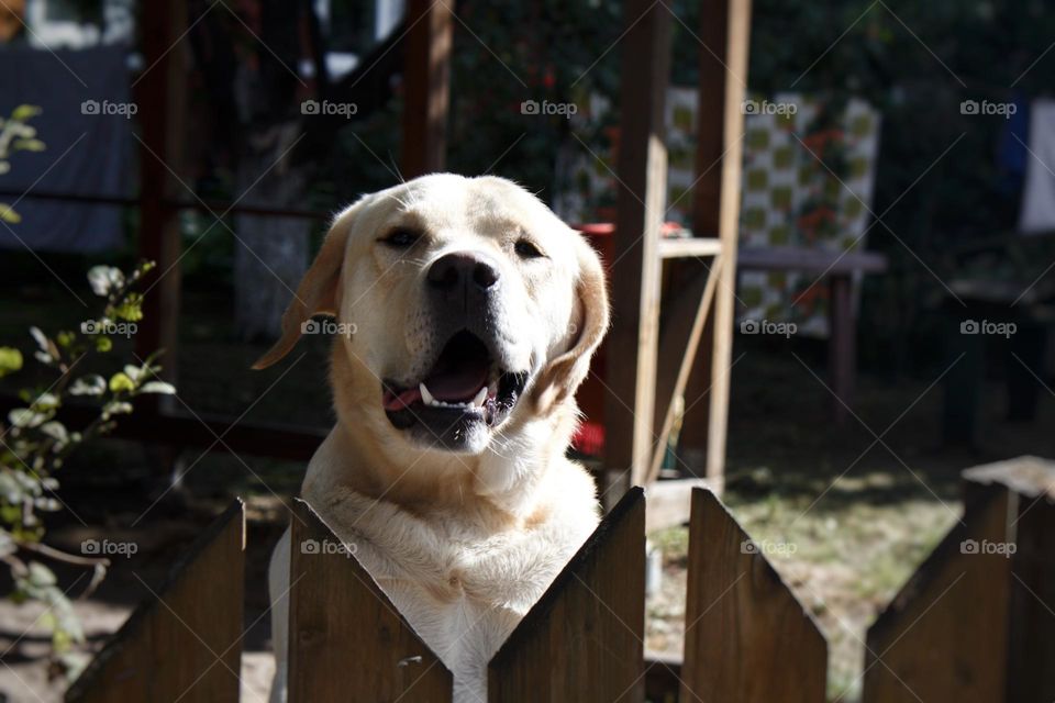 Curious dog looking over the fence and the visitor passing by.