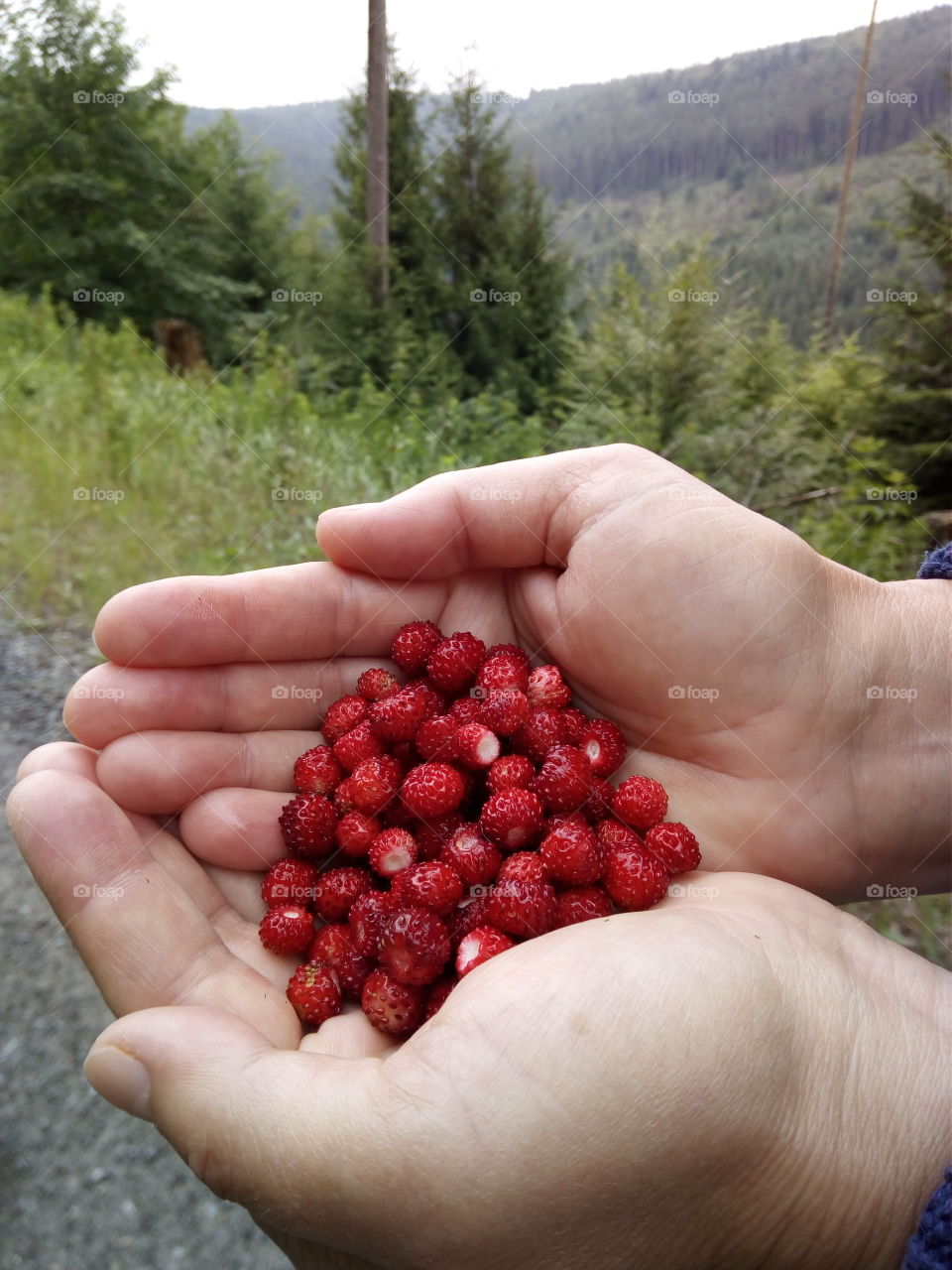 Schwarzwald in Bad Wildbad