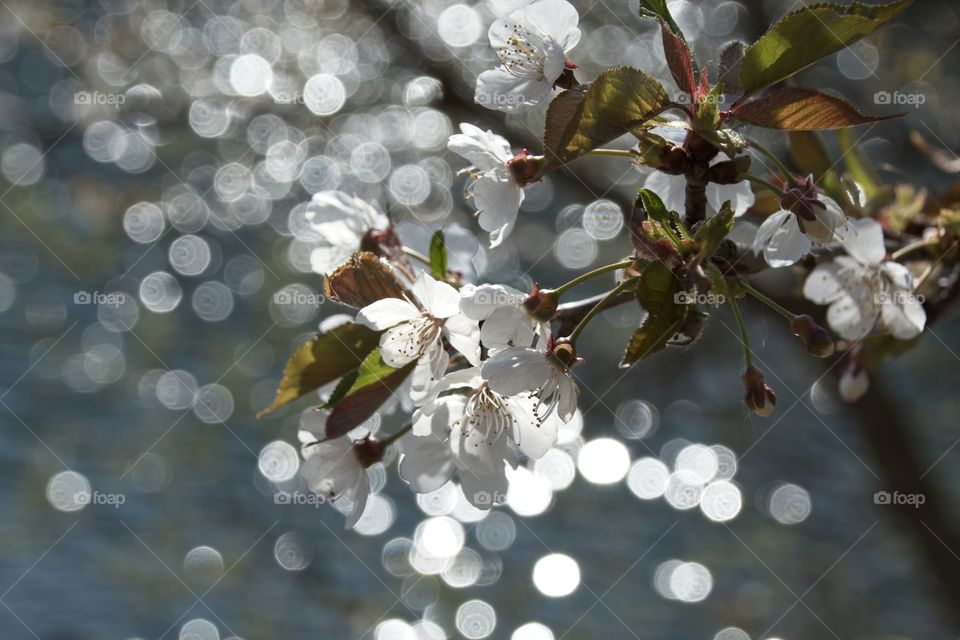 cherry blossom in spring