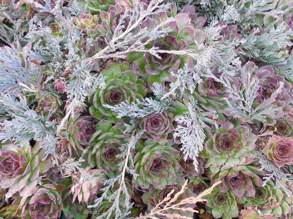 Hens and chicks succulent with foliage