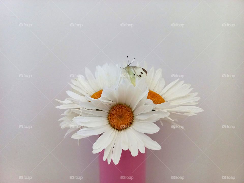 bouquet of daisies.
