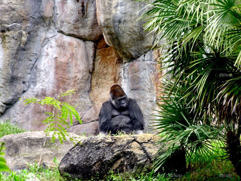 Gorilla in the Afternoon 