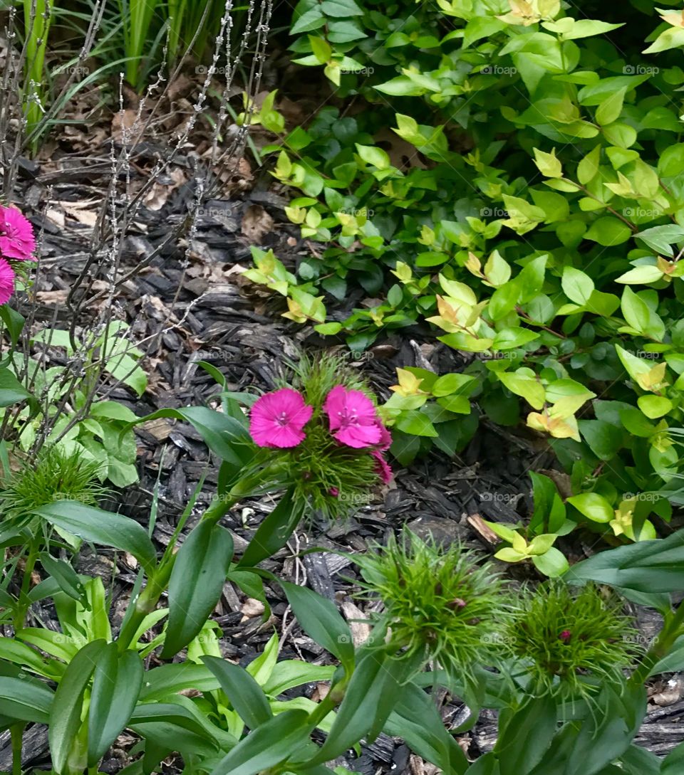 Spring Flowers 💐