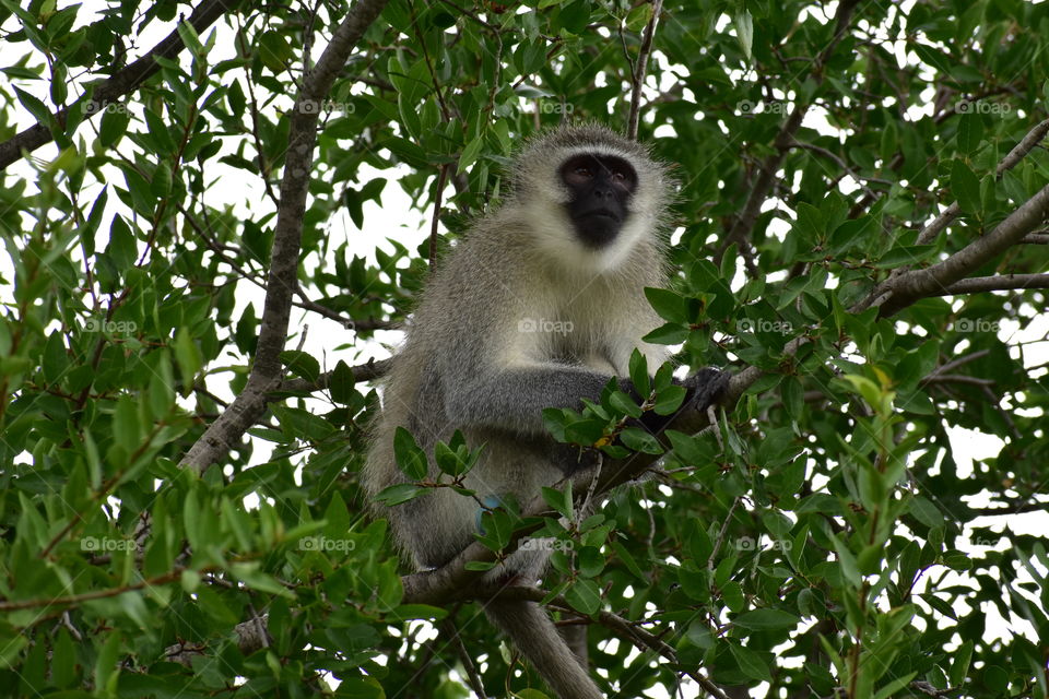 Vervet Monkey: The Troop Comander.