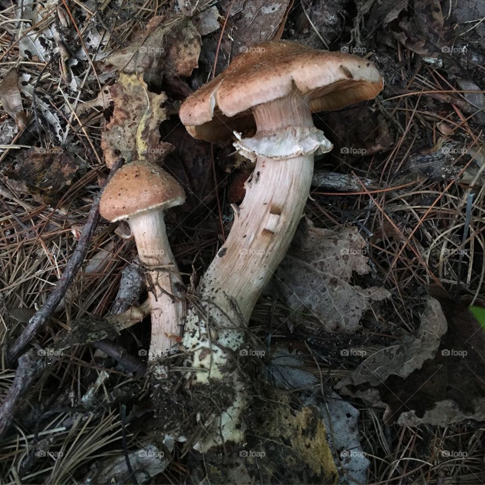 Fungus, Mushroom, Boletus, Toadstool, Edible