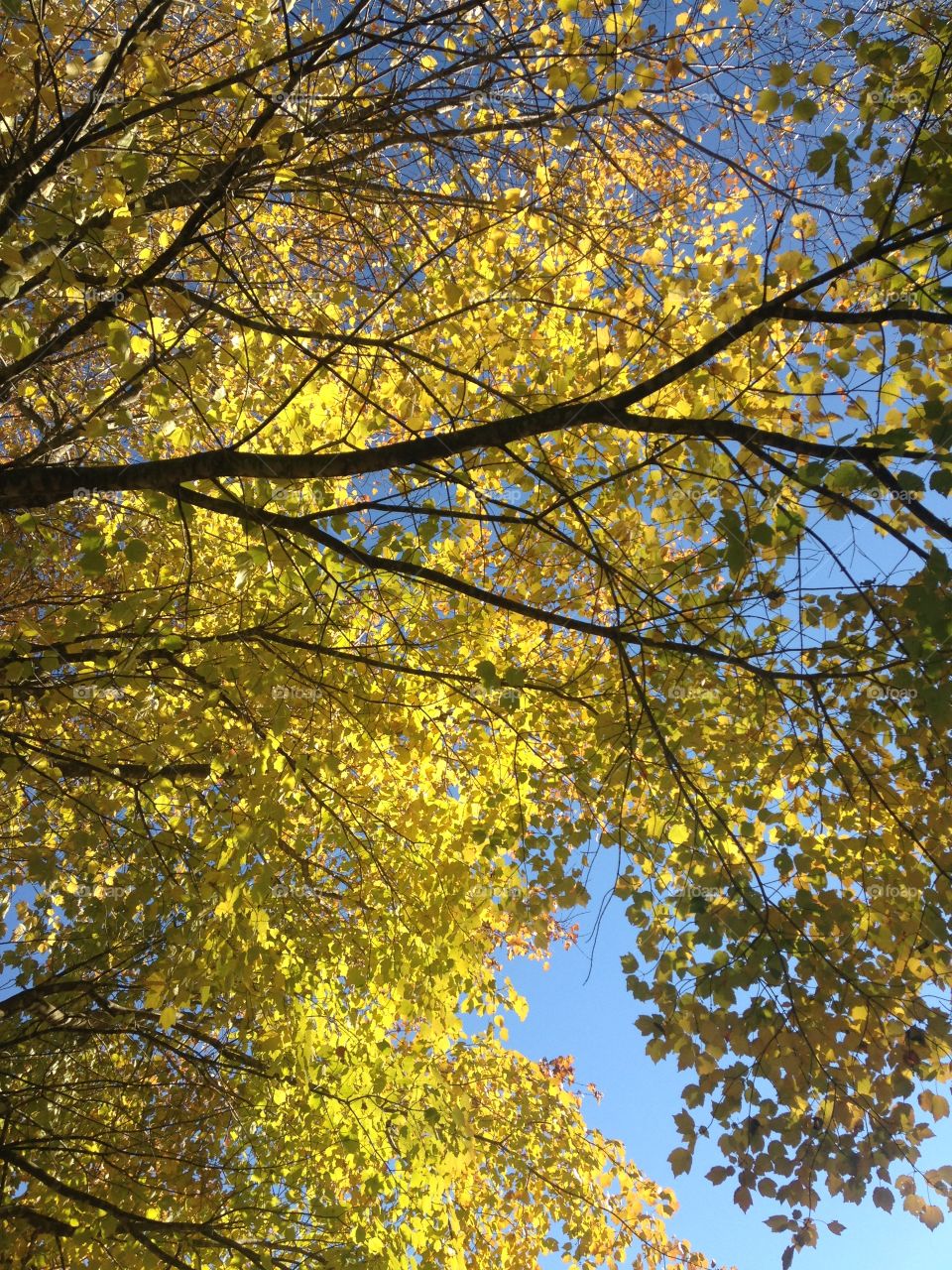 Yellow of autumn 