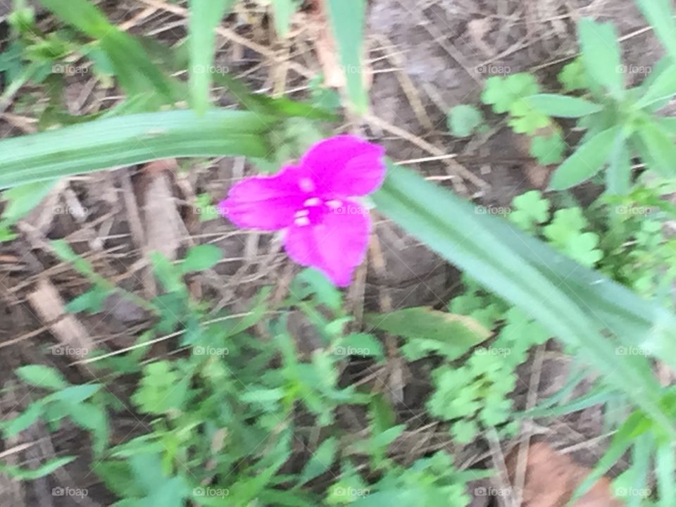 Purple flower alone in garden
